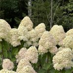 Hortenzia metlinatá (Hydrangea paniculata) ´PHANTOM´ - výška 15-25 cm, kont. C2L